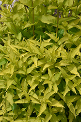 Honeybee Bush Honeysuckle (Diervilla rivularis 'Diwibru01') at Peter Knippel Garden Centre