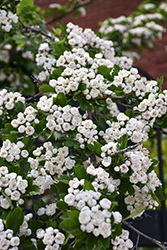 Snowbird Hawthorn (Crataegus x mordenensis 'Snowbird') at Peter Knippel Garden Centre