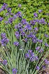 Narrowleaf Blue-Eyed Grass (Sisyrinchium angustifolium) at Green Thumb Garden Centre