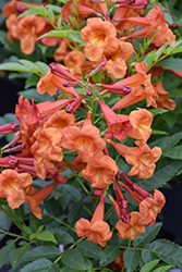 Kalama Pomegranate Esperanza (Tecoma stans 'Balkalgran') at Lakeshore Garden Centres