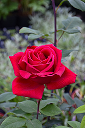 Mister Lincoln Rose (Rosa 'Mister Lincoln') at Lakeshore Garden Centres