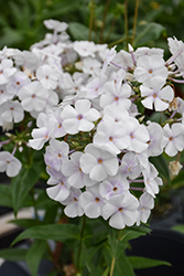 Fashionably Early Crystal Garden Phlox (Phlox 'Fashionably Early Crystal') at Peter Knippel Garden Centre
