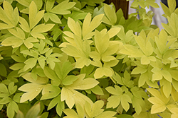 White Gold Bleeding Heart (Dicentra spectabilis 'White Gold') at Lakeshore Garden Centres