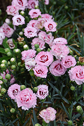 Scent First Raspberry Surprise Pinks (Dianthus 'Devon Yolande') at Peter Knippel Garden Centre