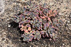 Sunsparkler Dazzling Dynamite Stonecrop (Sedum 'Dazzling Dynamite') at Peter Knippel Garden Centre