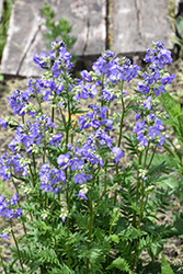 Common Jacob's Ladder (Polemonium caeruleum) at Lakeshore Garden Centres
