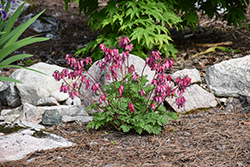 Luxuriant Bleeding Heart (Dicentra 'Luxuriant') at Peter Knippel Garden Centre