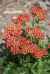 Milly Rock Red Yarrow (Achillea millefolium 'FLORACHRE1') at Peter Knippel Garden Centre