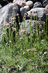 Red Pussytoes (Antennaria dioica 'Rubra') at Green Thumb Garden Centre