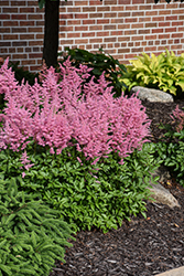 Visions in Pink Chinese Astilbe (Astilbe chinensis 'Visions in Pink') at Peter Knippel Garden Centre