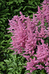 Visions in Pink Chinese Astilbe (Astilbe chinensis 'Visions in Pink') at Peter Knippel Garden Centre
