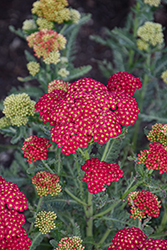 Firefly Red Pop Yarrow (Achillea 'Firefly Red Pop') at Lakeshore Garden Centres