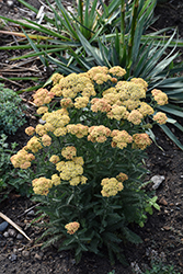 Firefly Peach Sky Yarrow (Achillea 'Firefly Peach Sky') at Peter Knippel Garden Centre