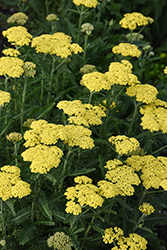 Firefly Sunshine Yarrow (Achillea 'Firefly Sunshine') at Peter Knippel Garden Centre