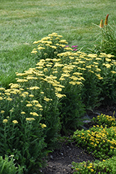 Firefly Sunshine Yarrow (Achillea 'Firefly Sunshine') at Peter Knippel Garden Centre