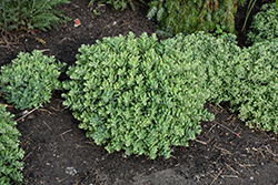 Powderpuff Stonecrop (Sedum 'Powderpuff') at Peter Knippel Garden Centre