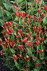 Little Redhead Indian Pink (Spigelia marilandica 'Little Redhead') at Lakeshore Garden Centres