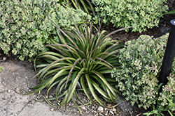 Bad Hair Day Mangave (Mangave 'Bad Hair Day') at Lakeshore Garden Centres