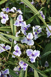 Webmaster Spiderwort (Tradescantia x andersoniana 'Webmaster') at Lakeshore Garden Centres
