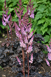 Dark Side Of The Moon Astilbe (Astilbe 'Dark Side Of The Moon') at Peter Knippel Garden Centre