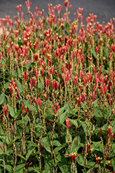 Little Redhead Indian Pink (Spigelia marilandica 'Little Redhead') at Lakeshore Garden Centres
