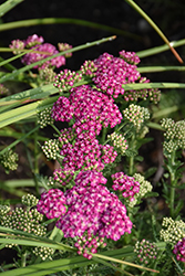 Firefly Fuchsia Yarrow (Achillea 'Firefly Fuchsia') at Lakeshore Garden Centres
