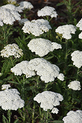 Firefly Diamond Yarrow (Achillea 'Firefly Diamond') at Lakeshore Garden Centres