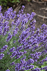 Sweet Romance Lavender (Lavandula angustifolia 'Kerlavangem') at Peter Knippel Garden Centre