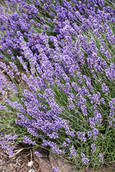 Sweet Romance Lavender (Lavandula angustifolia 'Kerlavangem') at Peter Knippel Garden Centre