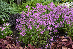 Opening Act Romance Phlox (Phlox 'Opening Act Romance') at Peter Knippel Garden Centre