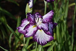 Lion King Japanese Flag Iris (Iris ensata 'Lion King') at Lakeshore Garden Centres