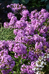 Fashionably Early Flamingo Garden Phlox (Phlox 'Fashionably Early Flamingo') at Peter Knippel Garden Centre