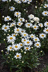 Whoops-A-Daisy Shasta Daisy (Leucanthemum x superbum 'Whoops-A-Daisy') at Lakeshore Garden Centres