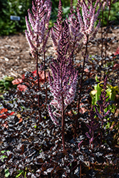 Dark Side Of The Moon Astilbe (Astilbe 'Dark Side Of The Moon') at Peter Knippel Garden Centre