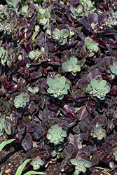 Night Light Stonecrop (Sedum 'Night Light') at Lakeshore Garden Centres