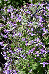 Stand By Me Lavender Bush Clematis (Clematis 'Stand By Me Lavender') at Peter Knippel Garden Centre