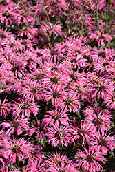 Upscale Pink Chenille Beebalm (Monarda 'Pink Chenille') at Peter Knippel Garden Centre