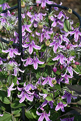 Stand By Me Pink Bush Clematis (Clematis 'Stand By Me Pink') at Lakeshore Garden Centres