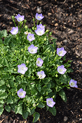 Mini Marvels Twilight Bellflower (Campanula carpatica 'Twilight') at Lakeshore Garden Centres