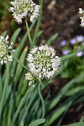 Bobblehead Ornamental Onion (Allium 'Bobblehead') at Peter Knippel Garden Centre