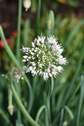 Bobblehead Ornamental Onion (Allium 'Bobblehead') at Peter Knippel Garden Centre