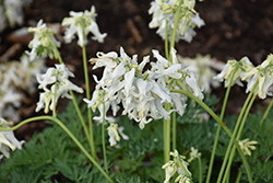 White Diamonds Fern-leaved Bleeding Heart (Dicentra 'White Diamonds') at Lakeshore Garden Centres