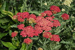 Firefly Red Pop Yarrow (Achillea 'Firefly Red Pop') at Lakeshore Garden Centres