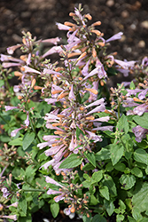 Pinky Pie Anise Hyssop (Agastache 'Pinky Pie') at Lakeshore Garden Centres