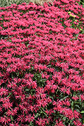 Upscale Red Velvet Beebalm (Monarda 'Red Velvet') at Peter Knippel Garden Centre