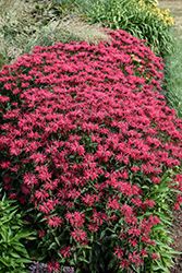 Upscale Red Velvet Beebalm (Monarda 'Red Velvet') at Peter Knippel Garden Centre
