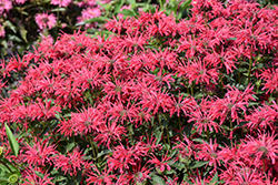 Upscale Red Velvet Beebalm (Monarda 'Red Velvet') at Peter Knippel Garden Centre