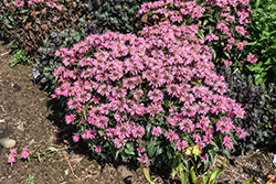 Upscale Pink Chenille Beebalm (Monarda 'Pink Chenille') at Peter Knippel Garden Centre