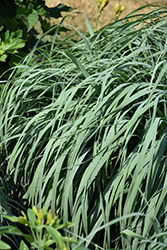 Prairie Winds Niagara Falls Switch Grass (Panicum virgatum 'Niagara Falls') at Peter Knippel Garden Centre