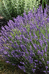 Imperial Gem Lavender (Lavandula angustifolia 'Imperial Gem') at Lakeshore Garden Centres